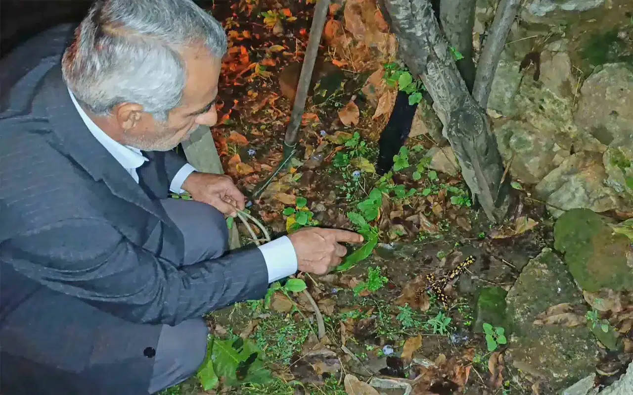 Bitlis'te bir bahçede üç benekli semender sürprizi yaşandı