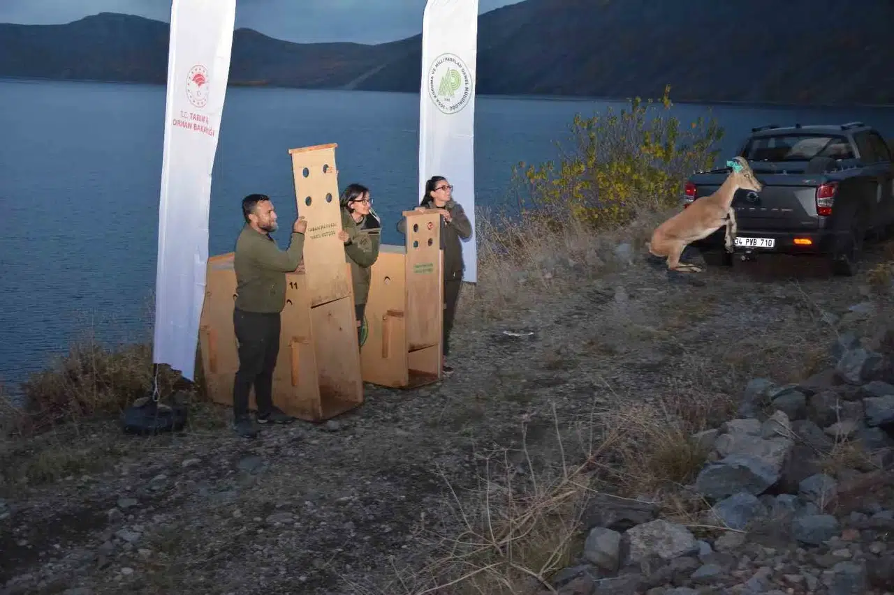 Bitlis'te yaban hayvanları yeniden doğal ortamlarına bırakıldı