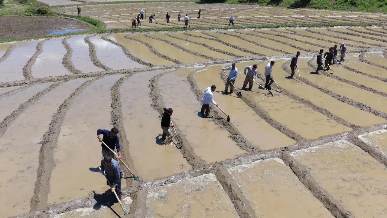 Bitlis'te pirinç mesaisi imece usulüyle başladı