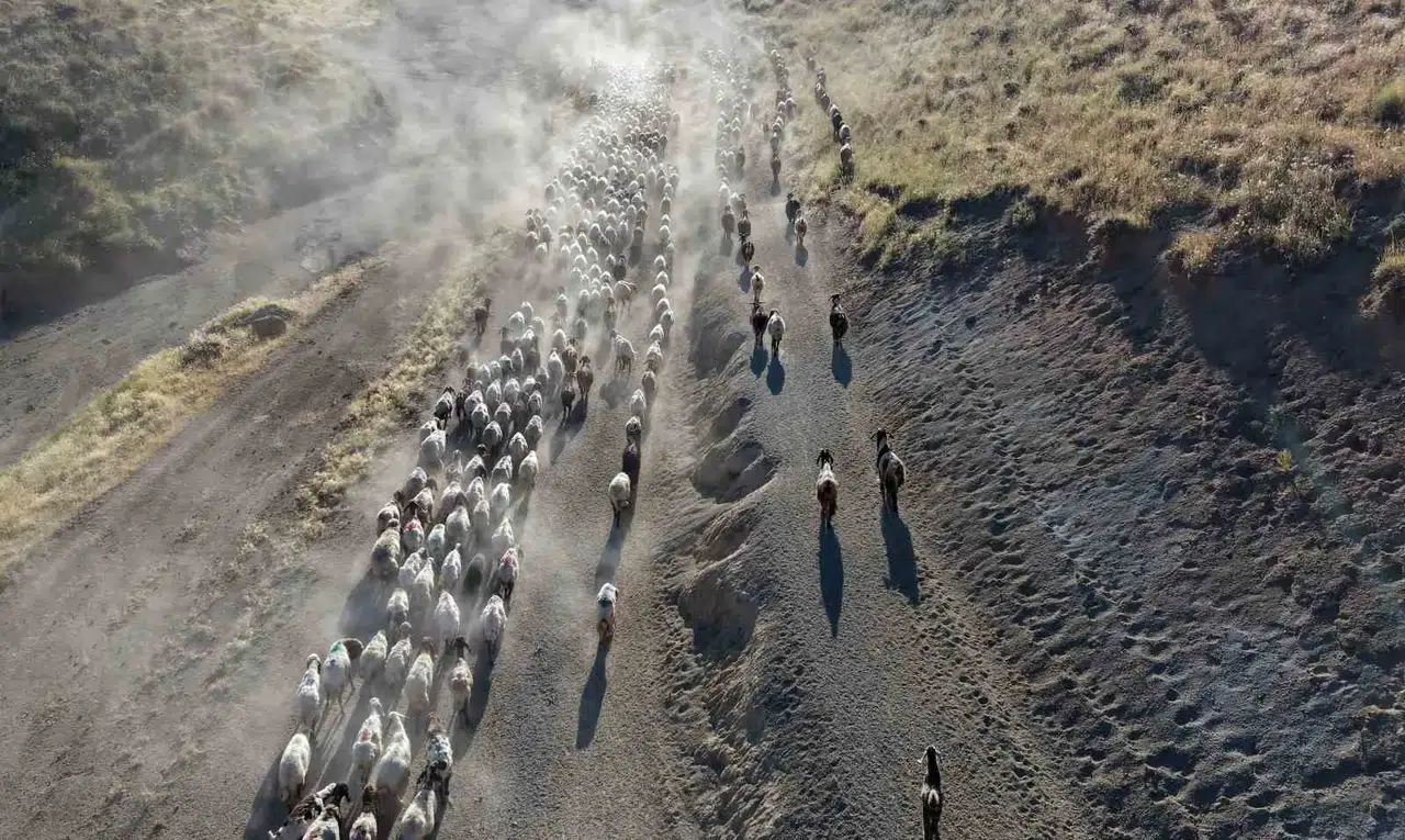Bitlis'te besicilerin Nemrut Dağı eteklerindeki zorlu sürü yolculuğu sürüyor