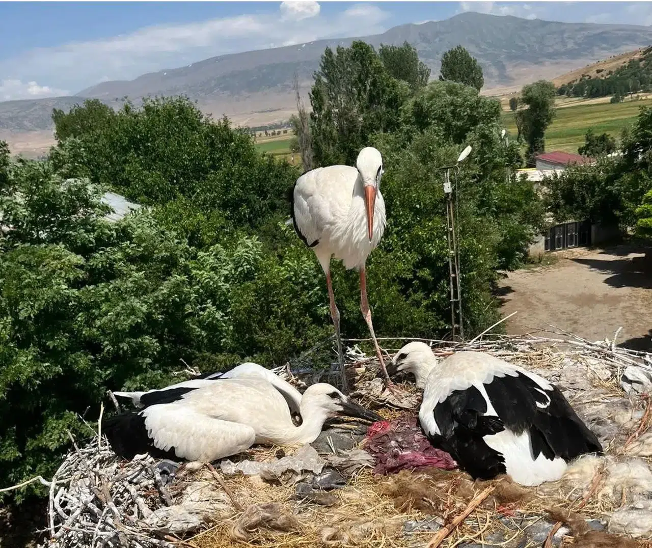 Bitlis'te mahsur kalan leylek ailesini itfaiye ekipleri kurtardı