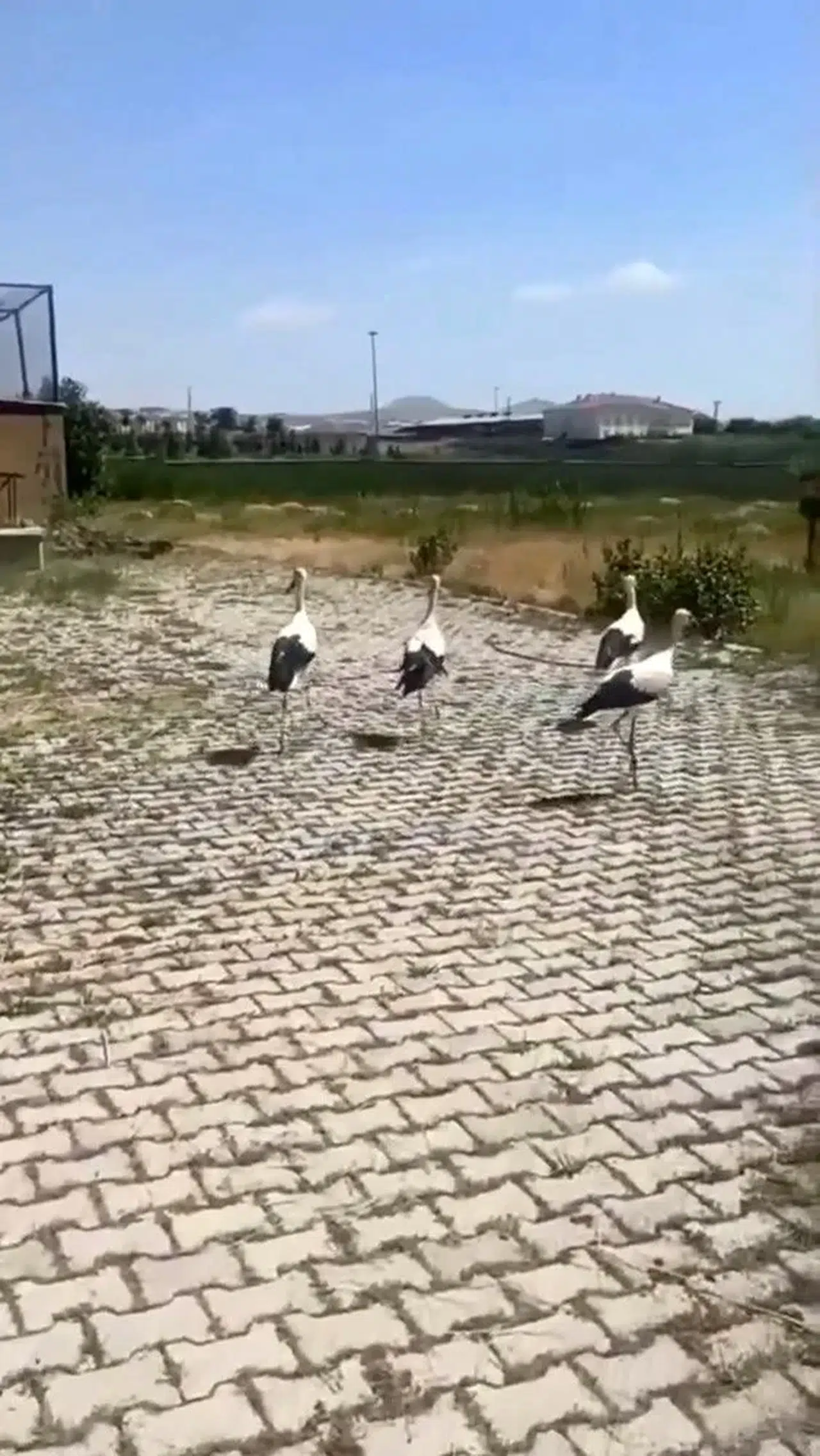 Bitlis’te şifa bulan leylekler doğal ortamlarına geri döndü