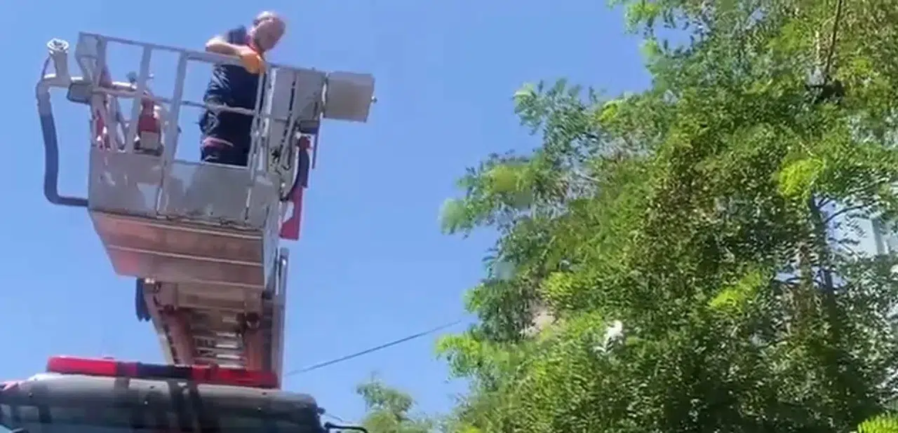 Bitlis'te ağaçta mahsur kalan kargayı itfaiye ekipleri kurtardı