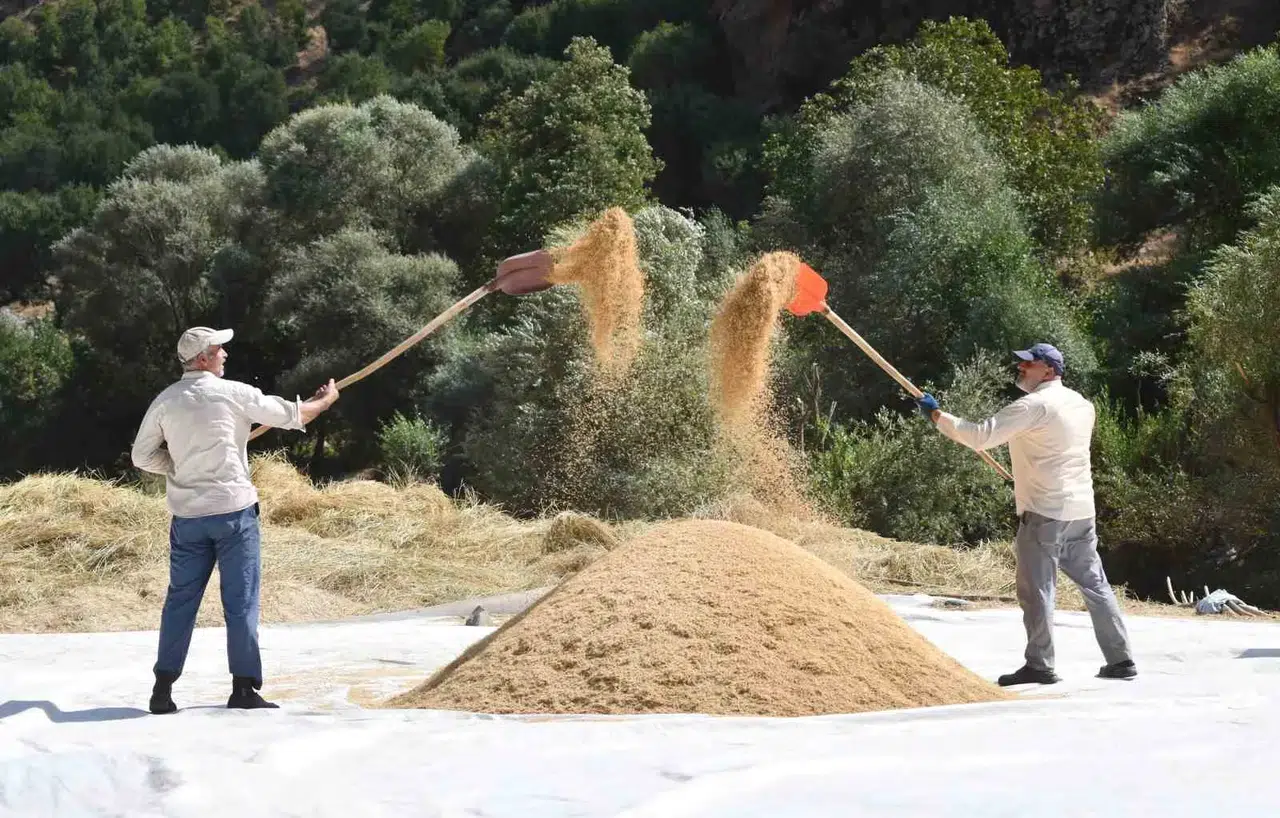 Bitlis'te yüzyıllık gelenekle Şeyhciman pirinci hasadı başladı