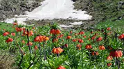 Ergani’de ters laleler açtı: Sakız Dağı’nda görsel şölen