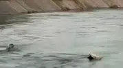 Diyarbakır Eğil'de kanala düşen hayvanı kurtarmak için suya girdi