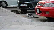 Diyarbakırda kuduz vakası sonrası uzmanlardan hayvan ısırıklarına karşı ciddi uyarılar geldi