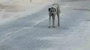 Şanlıurfa Halfeti’de küçük çocuğa sokak köpeği saldırdı
