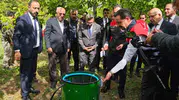 Adilcevaz cevizinde hasat dönemi Vali Karakaya ile başladı