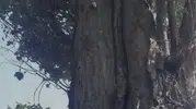 Elazığ'da sincapların ceviz mesaisi izleyenleri gülümseten anlara sahne oldu