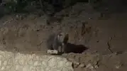 Ovacık'ın tanıdık misafiri ayı yine mahallede görüntülendi