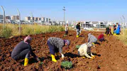 Diyarbakır'da kadınlar kent bostanında kışlık ürünleri toprakla buluşturdu
