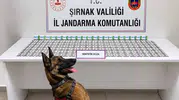 Şırnak jandarmasından geniş çaplı operasyon: 12 kişi cezaevine gönderildi