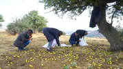 Muş Bilek köyünde 110 bin ahlat ağacında bereketli hasat dönemi