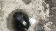 Elazığ Karakoçan'da kuyuya düşen eşek kurtarıldı