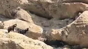Tunceli'de 70 metre yükseklikte mahsur kalan keçiler kurtarıldı