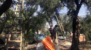 Mardin Derik zeytininde hasat dönemi başladı