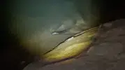 Keban Baraj Gölü'nde gece avlanan su samuru kameraya yansıdı