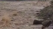 Diyarbakır Çermik'te şiddetli yağışlar menfezleri yıktı