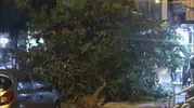 Siirt'te etkili olan şiddetli fırtına ağaçları devirdi