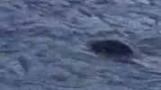Diyarbakır'da su samuru Dicle Nehri'nde avlanırken görüntülendi