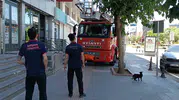 Batman sokaklarında kedilerin dostluk sınavı