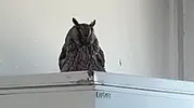 Çınar kırsalında kanadı kırık puhu kuşuna yardım eli uzandı