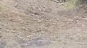 Tunceli kırsalında nadir görülen vaşak kameraya yansıdı