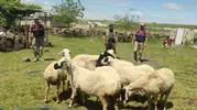 Şanlıurfa’da kayıp kurbanlıklar havadan bulundu