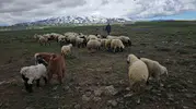 Bitlisli besiciler baharın gelişiyle Sütey Yaylası yoluna düştü