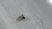 Batman yolunda tilki ile vatandaşın şaşırtıcı diyaloğu