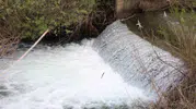 Hazar Gölü'nde siraz balıklarının zorlu yolculuğu başladı