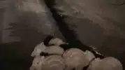 Elazığ yollarında gece sürprizi Yavru domuzlar görüntülendi