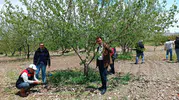 Elazığ’da dolu yağışı bahçeleri vurdu