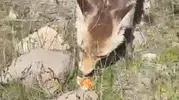 Bitlis'te piknik yapan vatandaşın sofrasına aç tilki misafir oldu