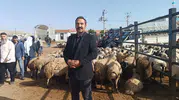 Şanlıurfa kurban pazarında fiyat savaşı başladı