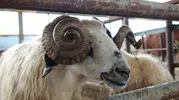 Bingöl pazarında kurbanlık telaşı başladı