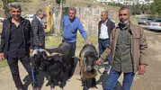 Çermik hayvan pazarında son dakika kurban bereketi
