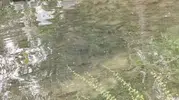 Keban Barajı kapakları açtı Fırat Nehri balıkla doldu