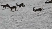 Tunceli dağlarında yaban hayatı aynı karede buluştu
