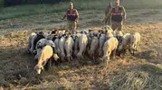 Tunceli’de kayıp sürüyü jandarma dron ile buldu