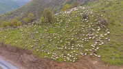 Muşlu besicilerin zorlu yayla mesaisi başladı
