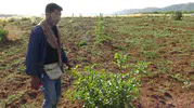 Gercüş’te fıstık ağaçları verim için aşılanıyor