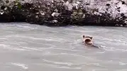 Munzur Nehri'nde zorlu geçiş anları kameraya yansıdı