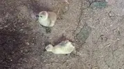 Elazığ’da kümese giren yılan beş kaz yavrusunu yedi