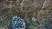 Elazığ yollarında nadir görülen oklu kirpi kameraya yansıdı