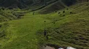 Tunceli kırsalında mantar toplayan üç kişiye ayı saldırdı