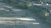 Bingöl yollarında nadir görülen yılan dansı kameralara yansıdı