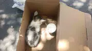 Siirt merkezde reklam panosuna sıkışan kedi AFAD operasyonuyla kurtuldu