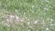 Van'da aniden bastıran dolu tarlaları vurdu